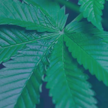 Up-close view of a cannabis leaf.