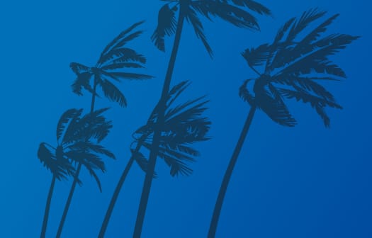 An illustration of palm trees swaying under hurricane winds.