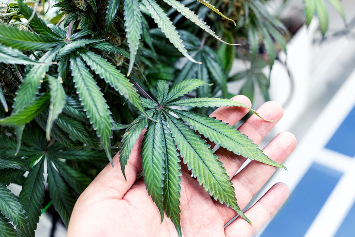 Up-close picture of a cannabis leaf.