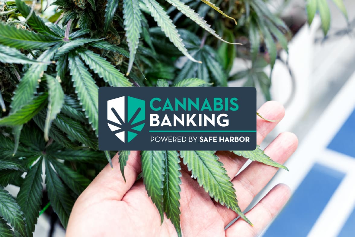 Hand holding cannabis leaves beside the Cannabis Banking powered by Safe Harbor logo.