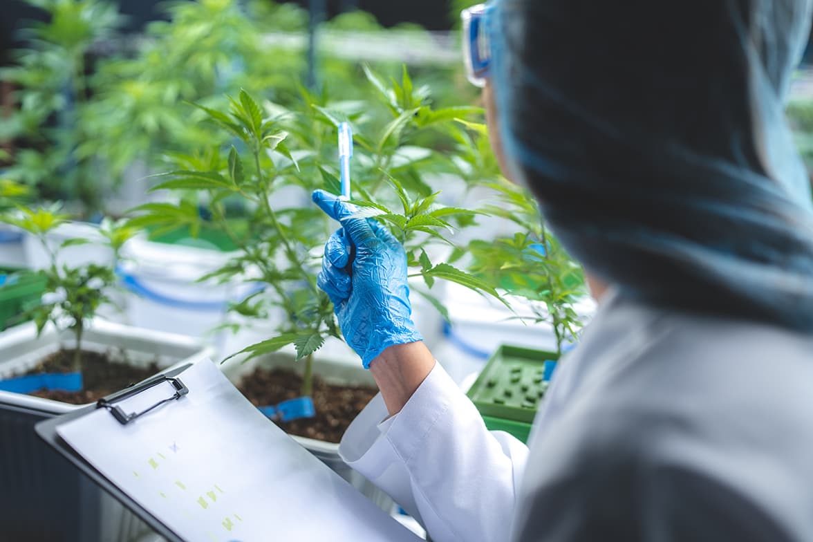 A scientist looking at a small cannabis plant while holding a clipboard and a pen.