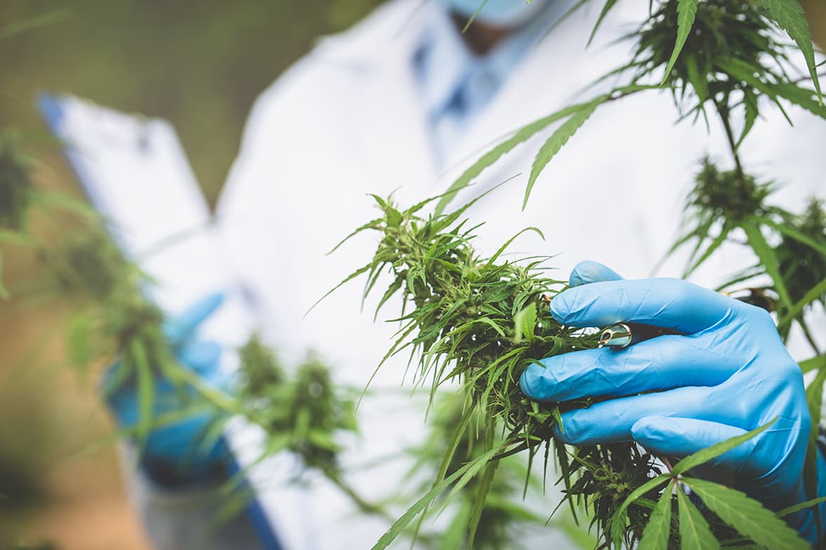 Scientist wearing gloves examining a cannabis plant while holding a clipboard.