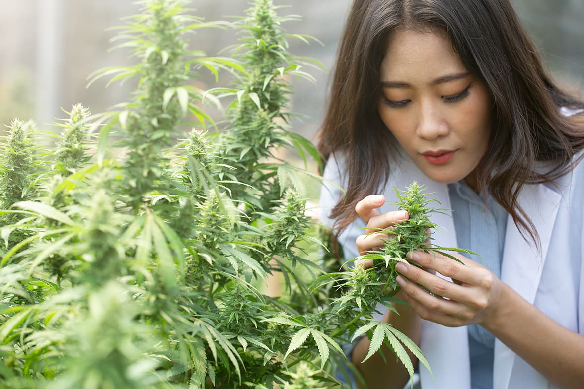A worker inspecting a cannabis plant.