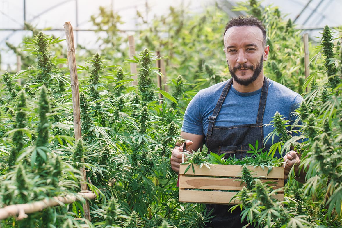 A worker carrying a wooden box of cannabis leafs.